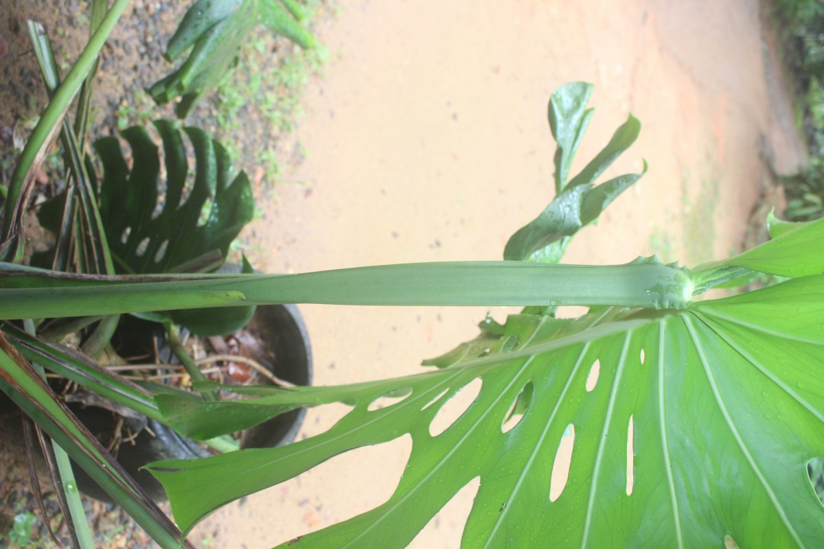 Monstera deliciosa Liebm.